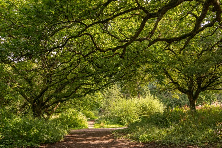 A sunny forest.