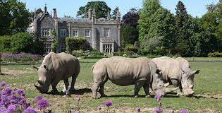 Rhinos on a lawn outside a manor house.