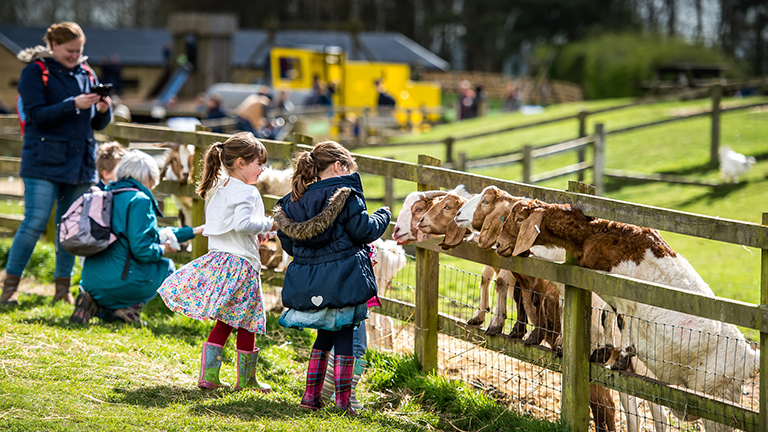 Children feeding baby goats.