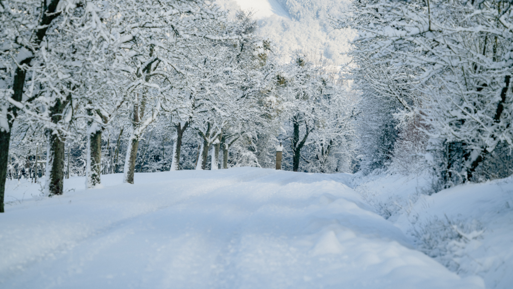 A pretty snowy forest.