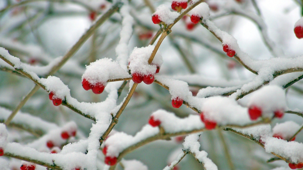 Red berries on a branch, covered in snow.