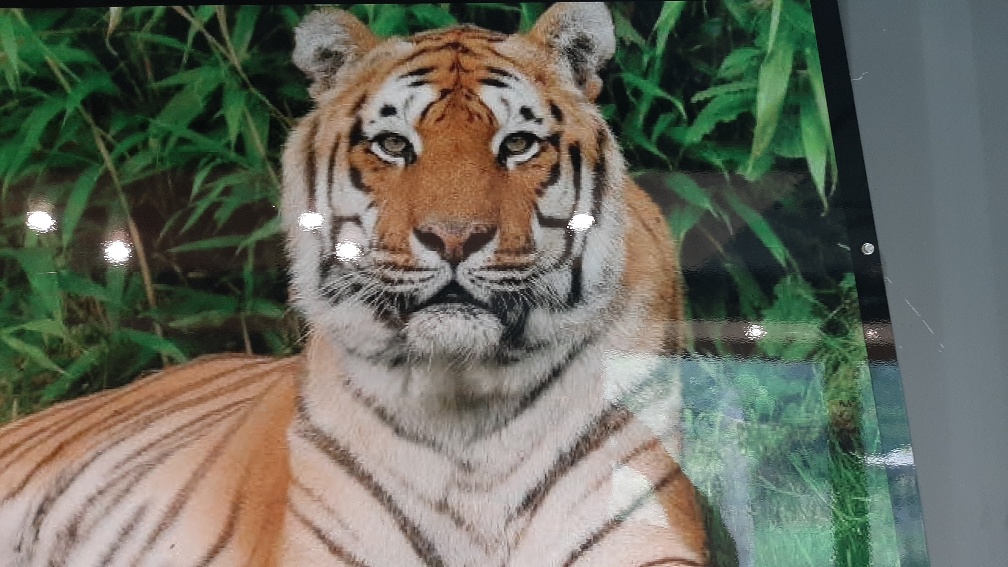 A photograph of a tiger, taken by Sam.