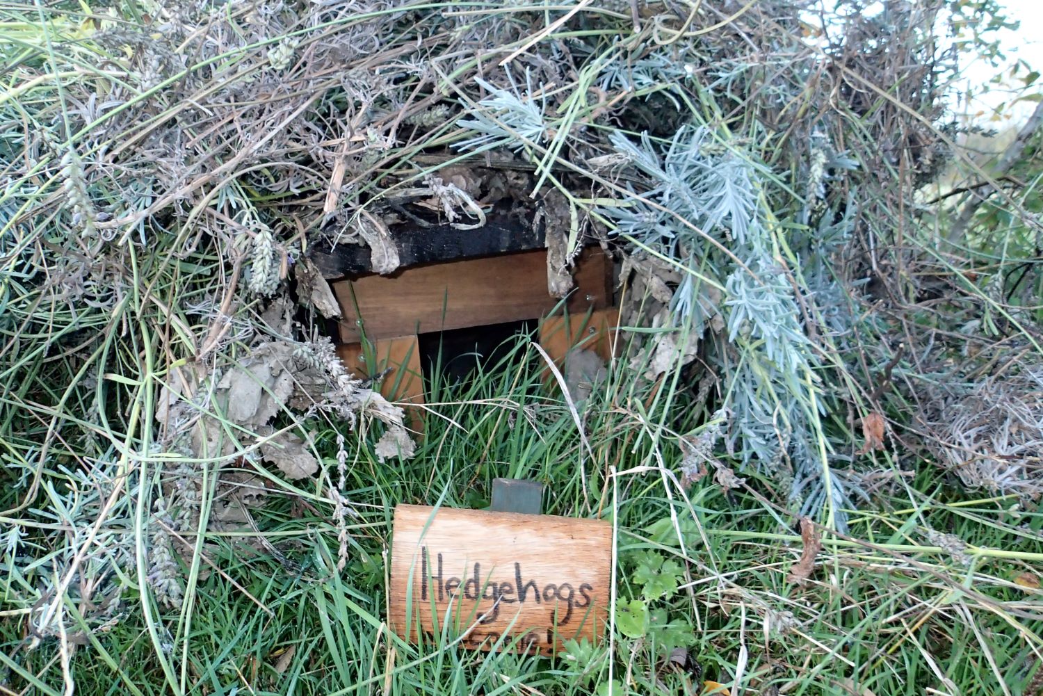 a small wooden shelter in the grass, covered in foliage with a sign saying Hedgehogs